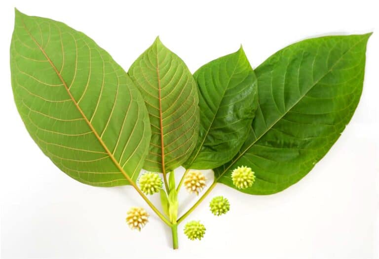 Chula Faculty of Pharmaceutical Sciences Research Reveals Some Beneficial Effects of Kratom(Mitragyna speciosa): Analgesic, Anti-Inflammatory, and Narcotic Detoxification