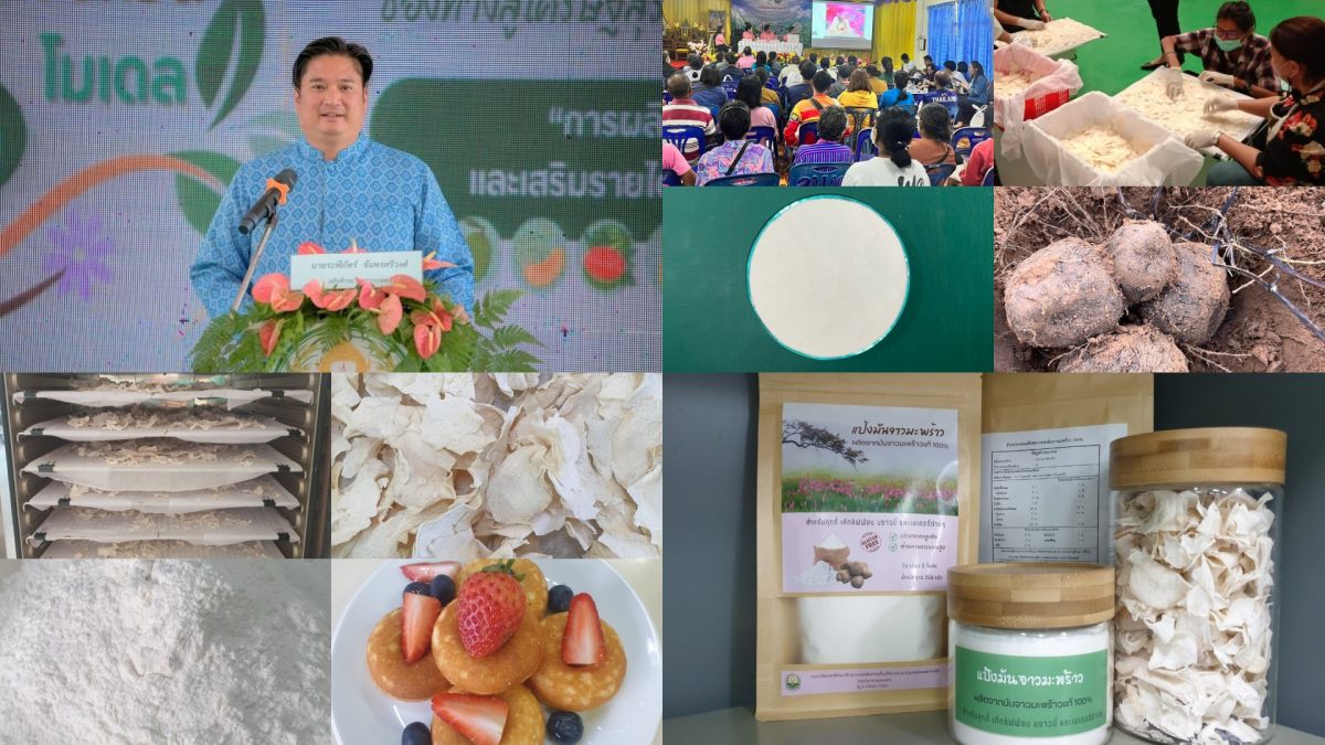 กรมวิชาการเกษตร เพิ่มมูลค่ามันจาวมะพร้าวหัวใหญ่ตลาดไม่ต้องการพัฒนาเป็นแป้งฟลาวใช้ทดแทนแป้งสาลีผลิตเบเกอรี่