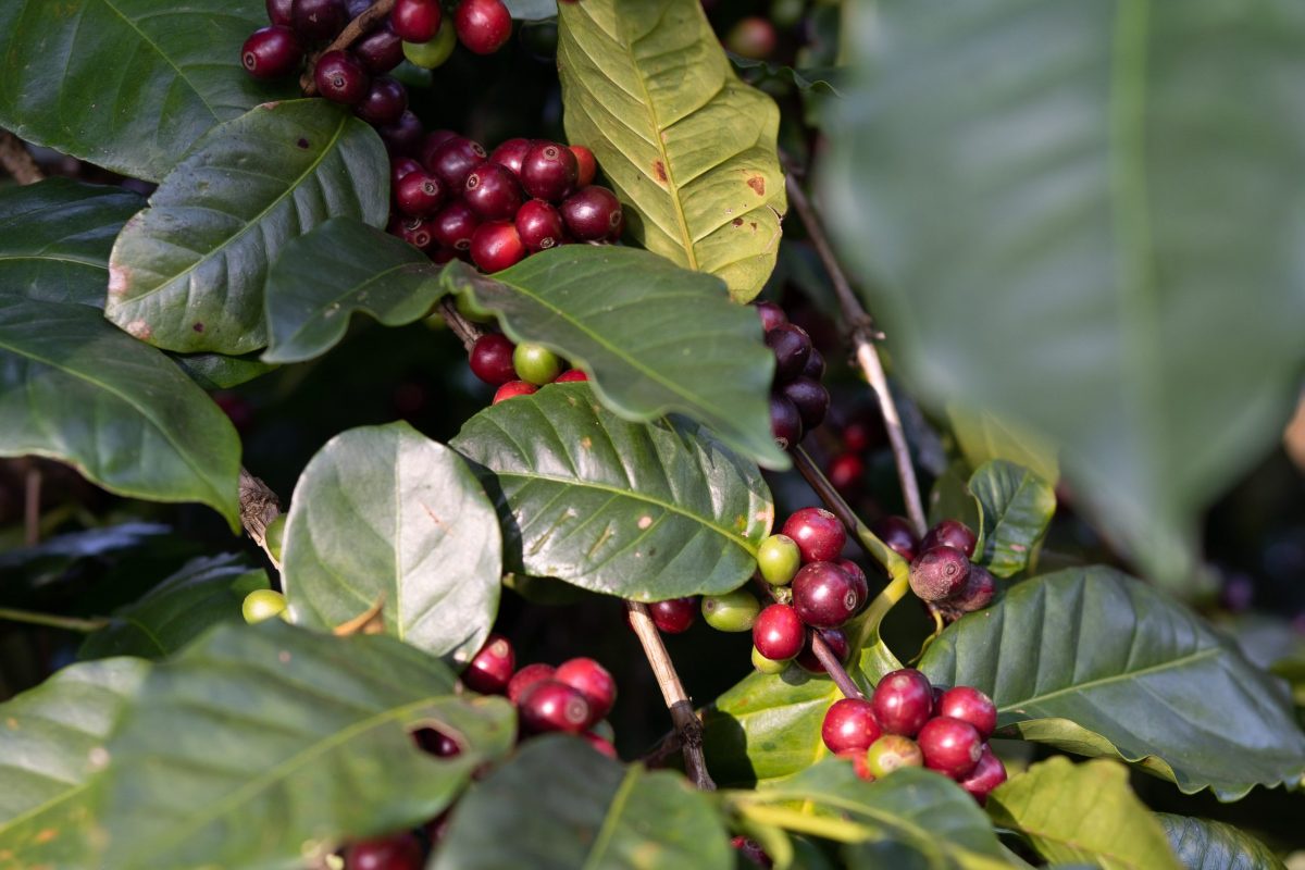 กรมวิชาการเกษตรจัดงาน Thailand Best Coffee Beans ประกวดหาสุดยอดกาแฟไทย พร้อมยกระดับกาแฟไทยสู่เวทีโลก