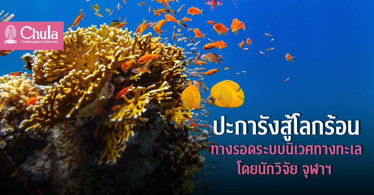 นักวิจัยจุฬาฯ พัฒนา ปะการังสู้โลกร้อน เพื่อทางรอดระบบนิเวศทางทะเล