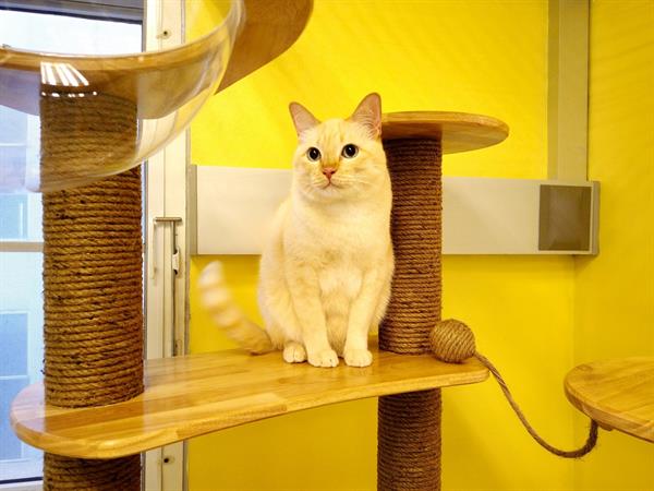 รพส.ทองหล่อ เปิดบริการ Medical Cat Hotel โรงแรมแมวแห่งแรก ชูคอนเซปต์อุ่นใจเหมือนอยู่บ้าน พร้อมดูแล 24 ชม.