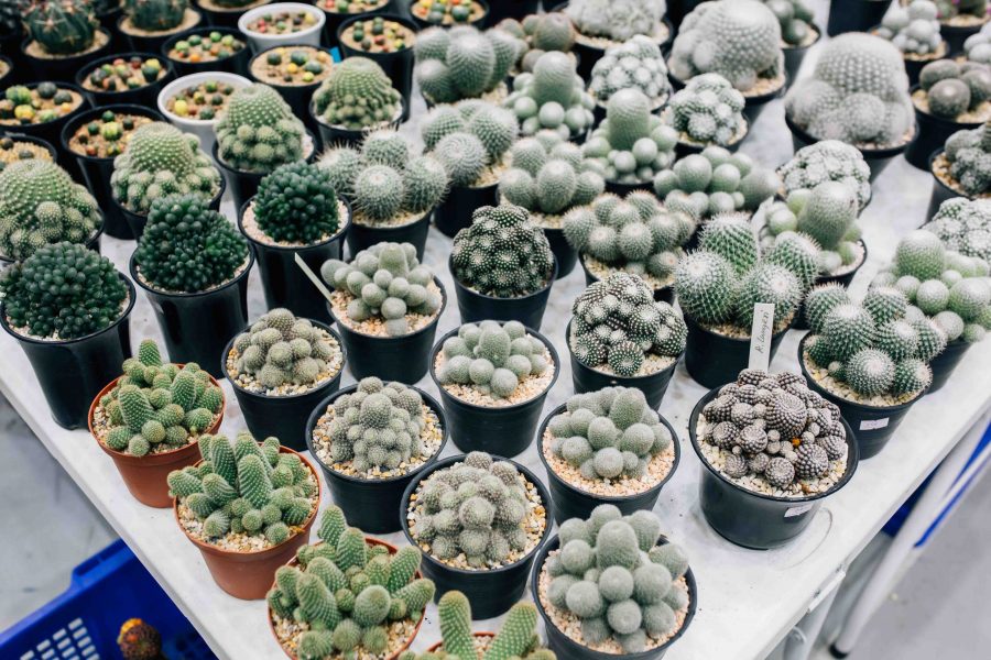 ศูนย์การค้าเซ็นทรัล พลาซา เชียงใหม่ แอร์พอร์ต ชวนเที่ยวงาน Cactus Succulent Fair 2020 ระหว่างวันที่ 14-15 มีนาคม 2563