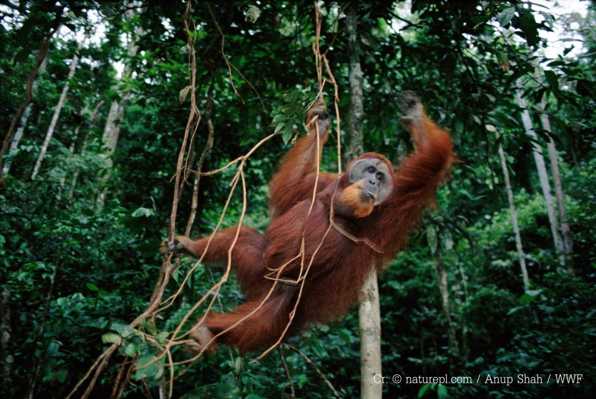องค์การกองทุนสัตว์ป่าโลกสากล-อินโดนีเซีย วางใจ เลือก AWS เป็นผู้ให้บริการคลาวด์ เพื่อภารกิจเร่งช่วยลิงอุรังอุตังที่ใกล้สูญพันธุ์
