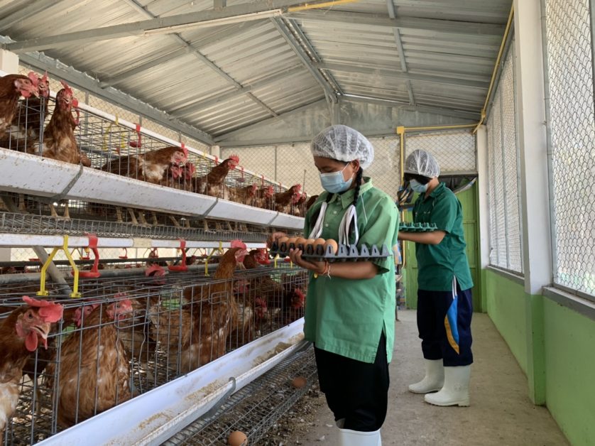 ซีพีเอฟร่วมเติมประสบการณ์ เยาวชนไทยวิถีใหม่ แหล่งเรียนรู้ ในโครงการเลี้ยงไก่ไข่เพื่ออาหารกลางวันนักเรียน